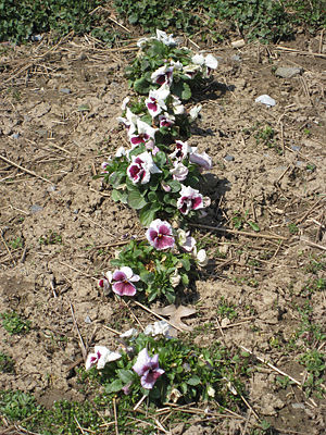 pansy mulched